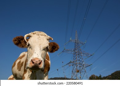 Cows Emit A Massive Amount Of Methane Through Belching, An Amount That Is Comparable To The Pollution Of A Car In A Day. On The Other Hand Electricity Is Much More Nature Friendly