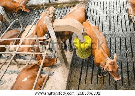 Cows enjoy an automatic grooming system that provides relief and comfort. The efficient contraption scratches their backs, promoting well-being in a serene agricultural environment.