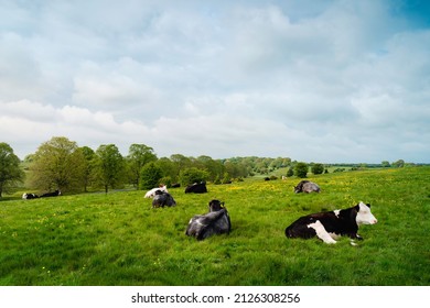 Cows enjoy open lush pasture with wild buttercups flanked by trees under bright cloudy blue sky on fine spring morning on the Westwood public parkland in Beverley, Yorkshire, UK.