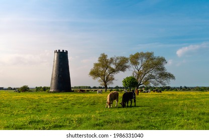 Cows enjoy open pasture with lush grass and flowering wild flowers with disused mill and tree on horizon under bright setting sky at sunset in the Westwood, Beverly, Yorkshire, UK.