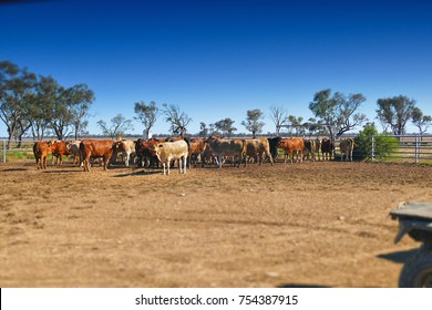 Cows Exiting Cattle Crush To Rejoin Herd, Outback Australia