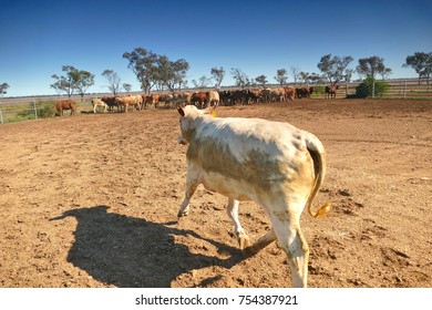 Cows Exiting Cattle Crush To Rejoin Herd, Outback Australia