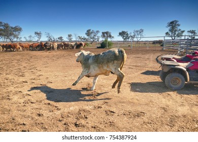 Cows Exiting Cattle Crush To Rejoin Herd, Outback Australia