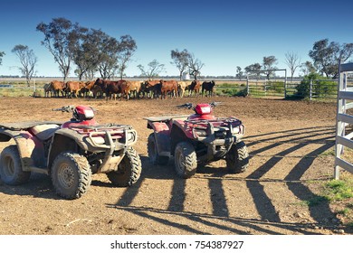 Cows Exiting Cattle Crush To Rejoin Herd, Outback Australia