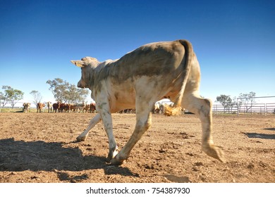 Cows Exiting Cattle Crush To Rejoin Herd, Outback Australia