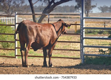 Cows Exiting Cattle Crush To Rejoin Herd, Outback Australia