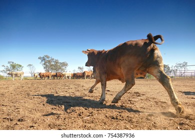 Cows Exiting Cattle Crush To Rejoin Herd, Outback Australia