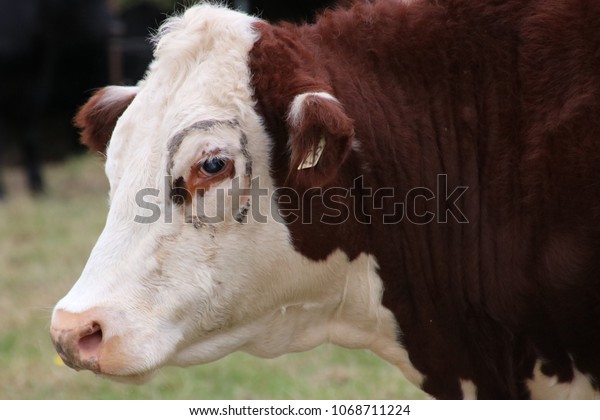 Cows Eye After Having Pink Eye Stock Photo (Edit Now) 1068711224