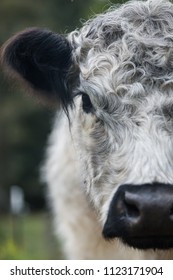 Cows face close up