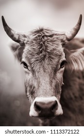 Cow's Face In Sepia. Farm. Summer. Moscow. Russia. Cow And Horns