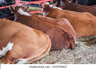 cows fair cattle