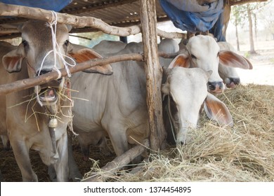 Cows in farm