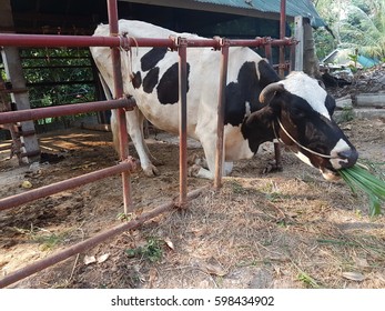 Cows in a farm