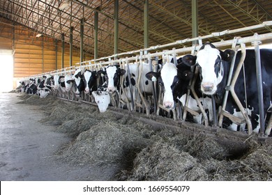 Cows In A Farm In Canada Québec Dairy Farm Ariculture Holstein Cow