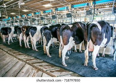 Cows Farm Cow Milking Facility Modern: Foto De Stock (editar Ahora ...