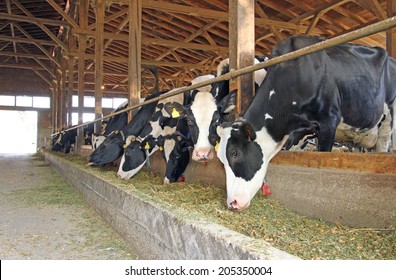 Cows In A Farm Cowshed