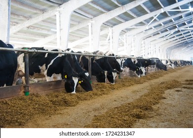 Cows In A Farm. Dairy Cows. Cowshed