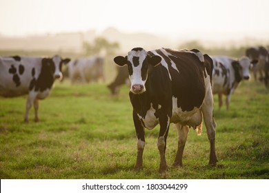 Cows In A Farm. Dairy Cows. Cowshed