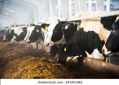 Cows in a farm. Dairy cows. Cowshed