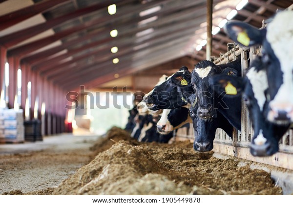 Cows in
a farm. Dairy cows. fresh hay in front of milk cows during work.
Modern farm cowshed with milking cows eating
hay