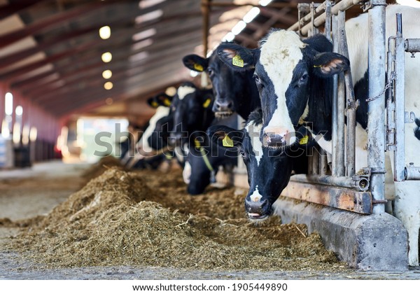 Cows in\
a farm. Dairy cows. fresh hay in front of milk cows during work.\
Modern farm cowshed with milking cows eating\
hay