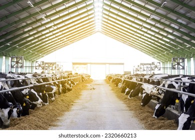 Cows in a farm, dairy cows laying on the fresh hay, concept of modern farm cowshed - Shutterstock ID 2320660213