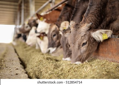 Cows In A Farm Eating Hay