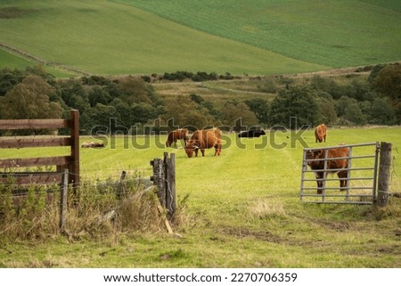 Cows in a farm in the highlands of Scotland