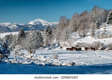 Cows At Farm In Winter Snowy Country In Slovakia