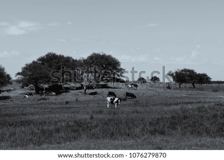 Similar – tomb old trees cows