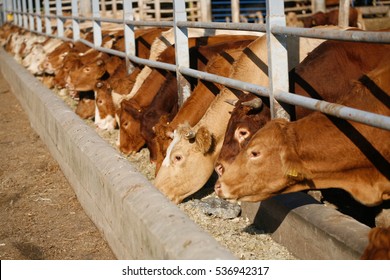 Cows Feeding On The Farm