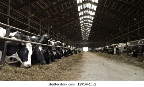 Cows Feeding Process On Modern Farm. Close Up Cow Feeding On Milk Farm. Cow On Dairy Farm Eating Hay. Cowshed