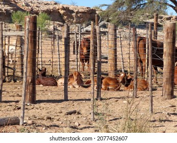 Cows In A  Fenced Kraal In Botswana