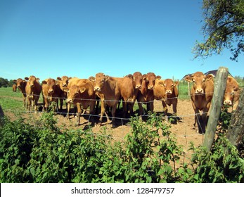 Cows in a field