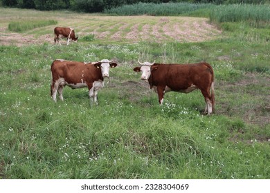 Cows in a field with cows