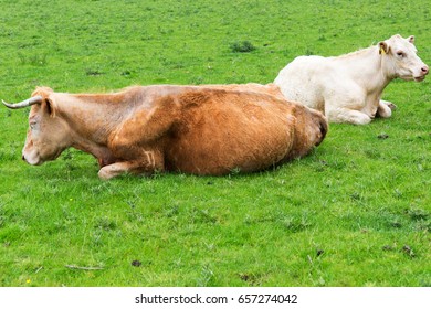 Cows in a field