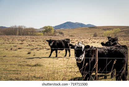 Cows in field