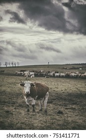 Cows in the field
