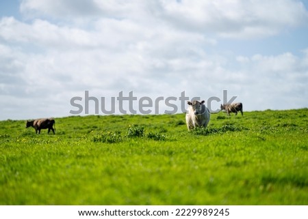 cows in a field in Australia in summer