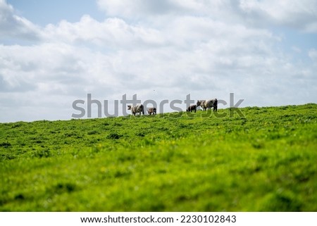 cows in a field in Australia in summer