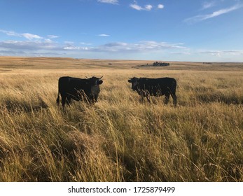 Cows in the field, before winter