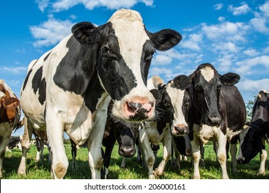 Cows in a field with a  blue sky