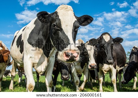 Cows in a field with a  blue sky