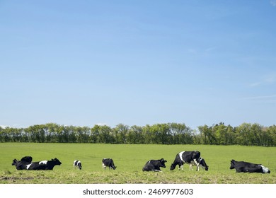 cows in field with blue sky and trees behind in Denmark in summertime - Powered by Shutterstock