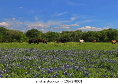 Cows in a field of Bluebonnets in Texas