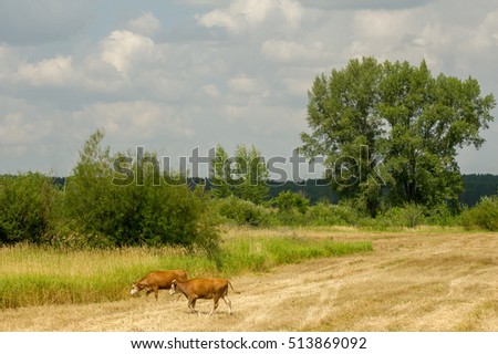 Similar – Reh mit Kitz auf der flucht