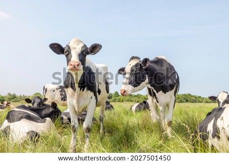 Cows in a field grazing, frisian holstein, standing and lying in a pasture, a happy group, a blue sky and horizon over land