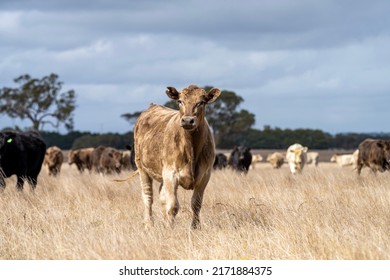 Cows In The Field, Grazing On Pasture , Wagyu, Angus And Murray Grey Beef Cattle Eating Long Pasture In Spring And Summer. In Tasmania Australia 
