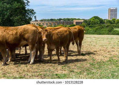 Cows In A Field In Harlow, Essex.