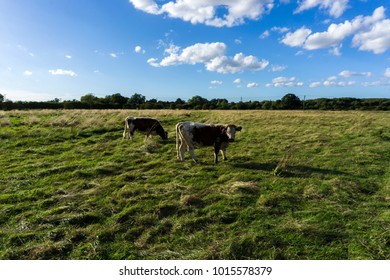 Cows In A Field Near Harlow, Essex